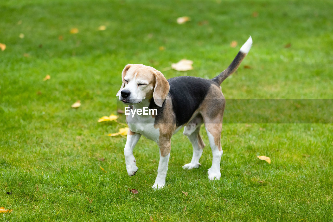 DOG RUNNING ON GREEN GRASS