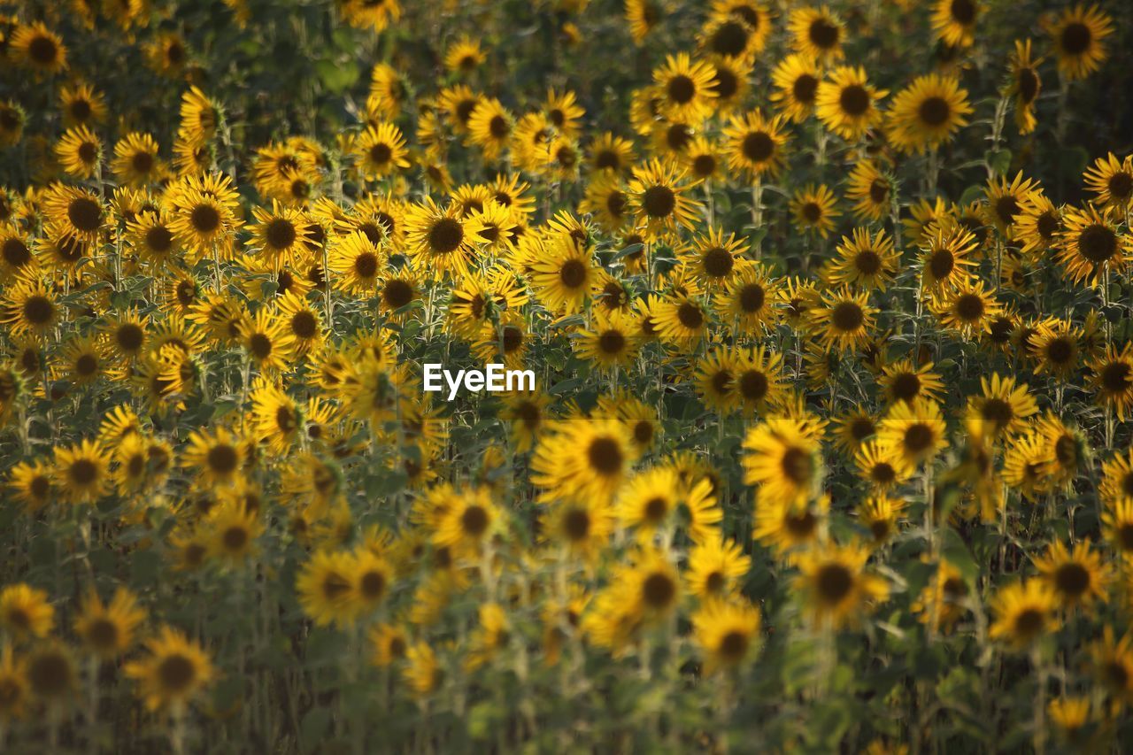 Close-up of yellow sunflower field
