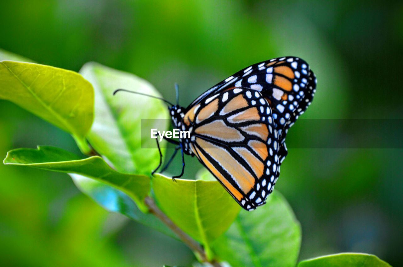 Close-up of butterfly on leaf