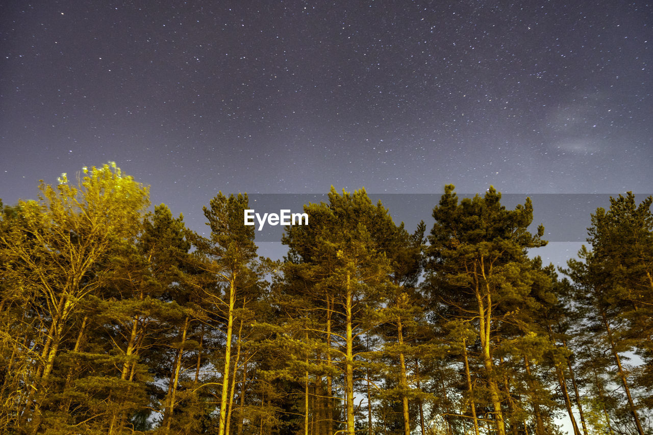 LOW ANGLE VIEW OF TREES AGAINST CLEAR SKY AT NIGHT
