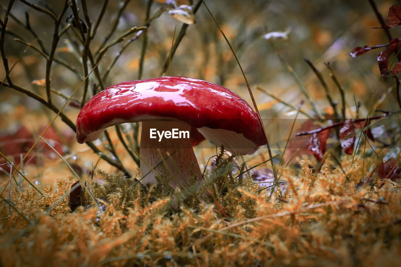 CLOSE-UP OF FLY AGARIC MUSHROOM