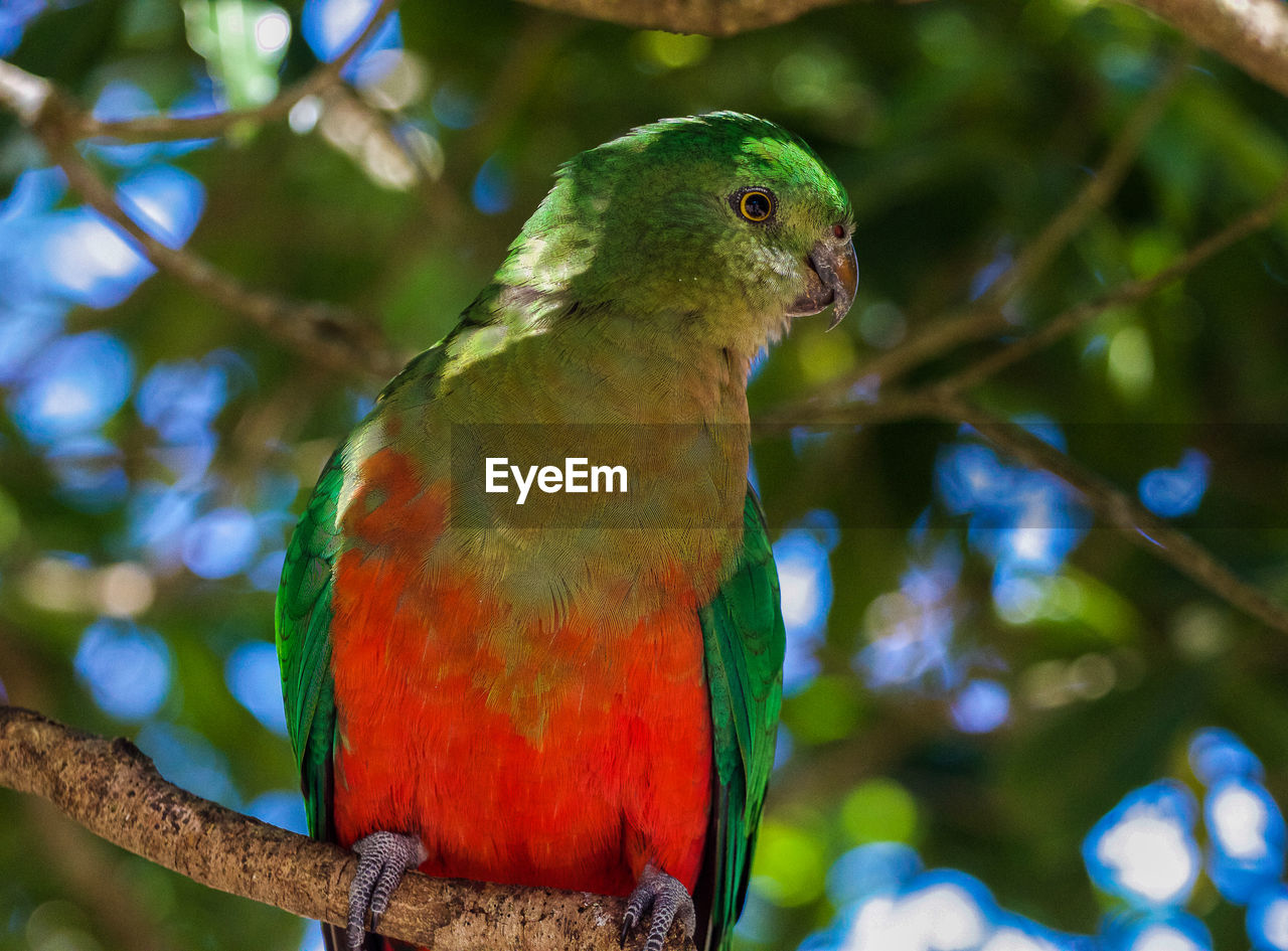 CLOSE-UP OF BIRD PERCHING ON BRANCH