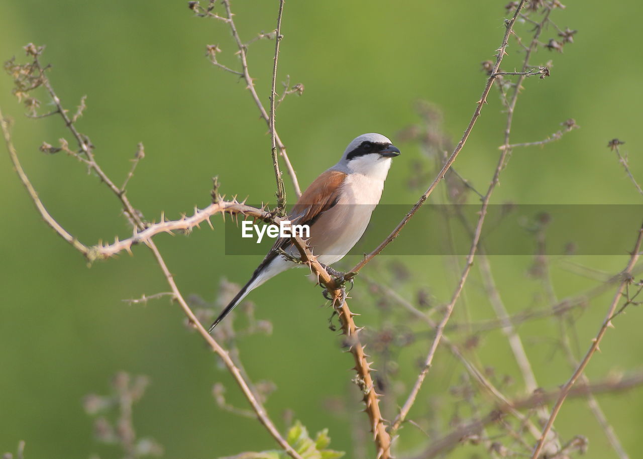 CLOSE-UP OF BIRD PERCHING ON PLANT