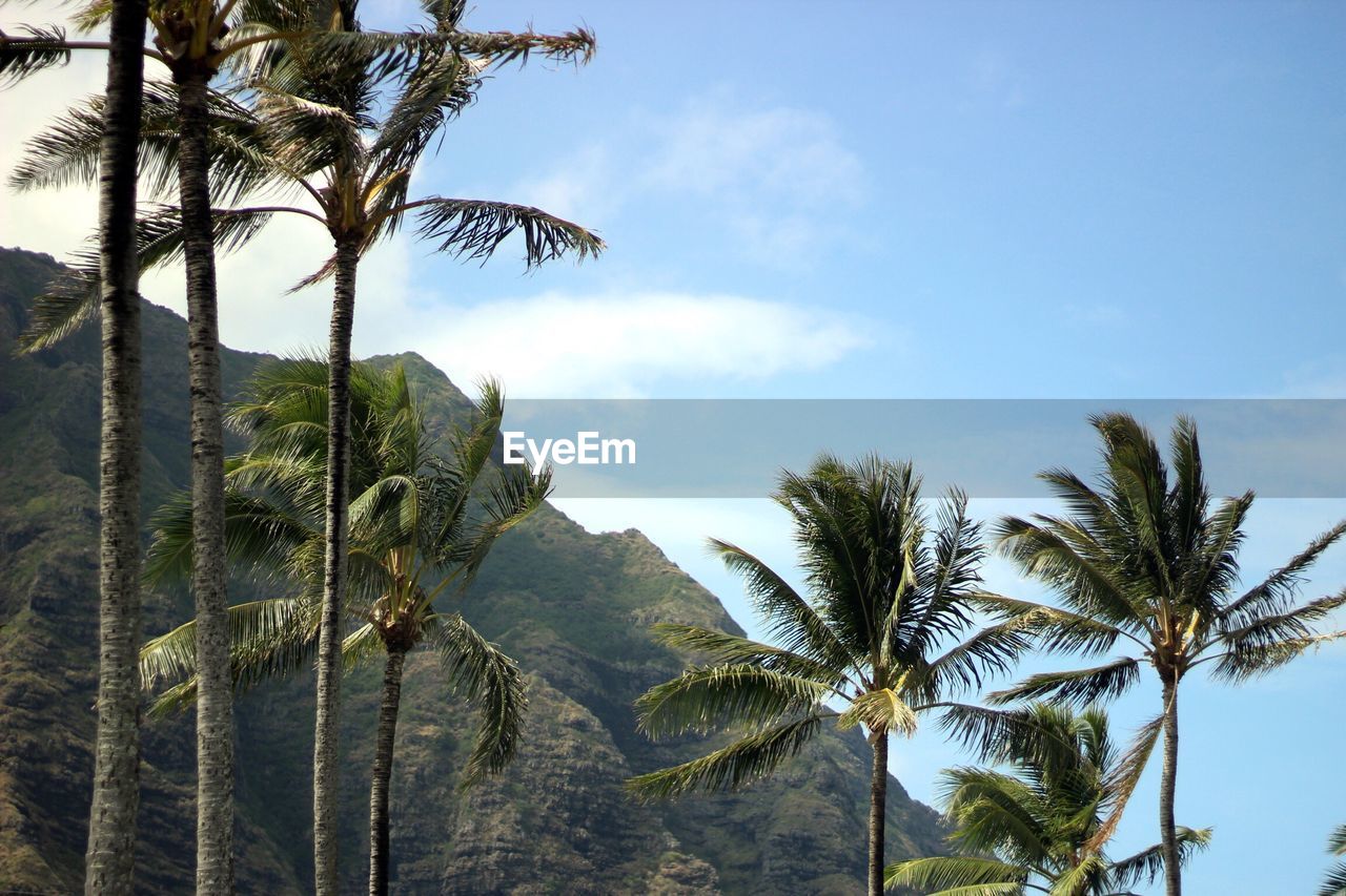 Low angle view of palm trees against sky