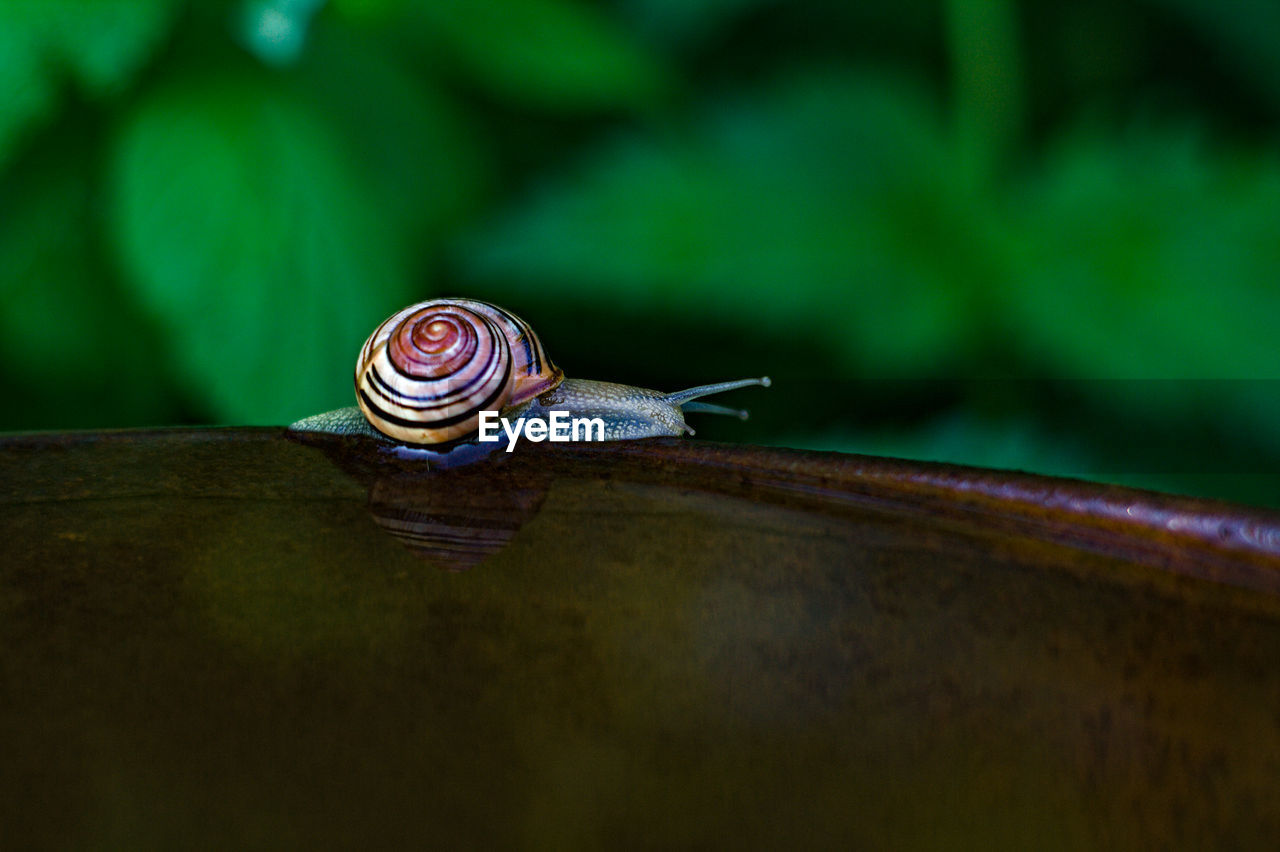 CLOSE-UP OF SNAIL ON A GREEN LEAF
