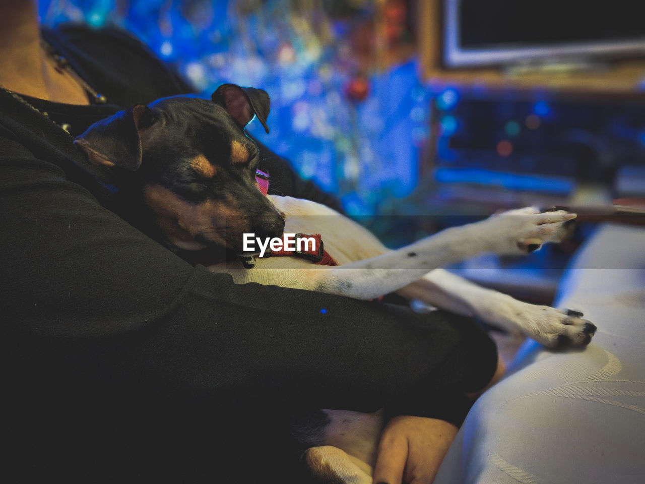 High angle view of dog resting at the table