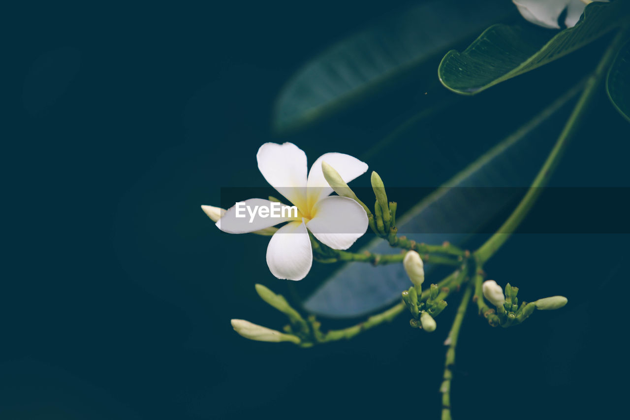 CLOSE-UP OF WHITE FLOWER