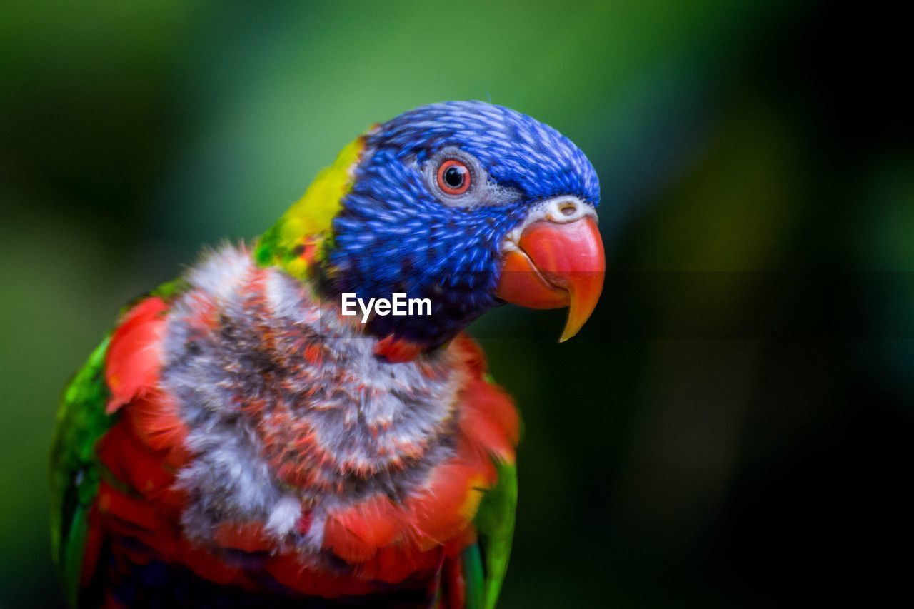 Close-up of parrot