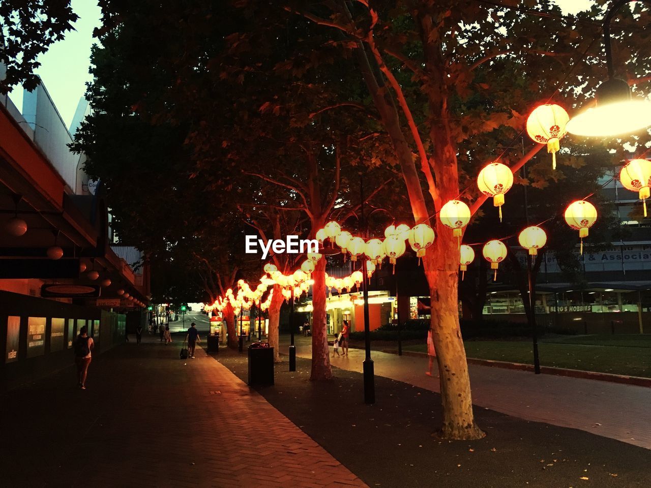 TREES IN ILLUMINATED ROOM