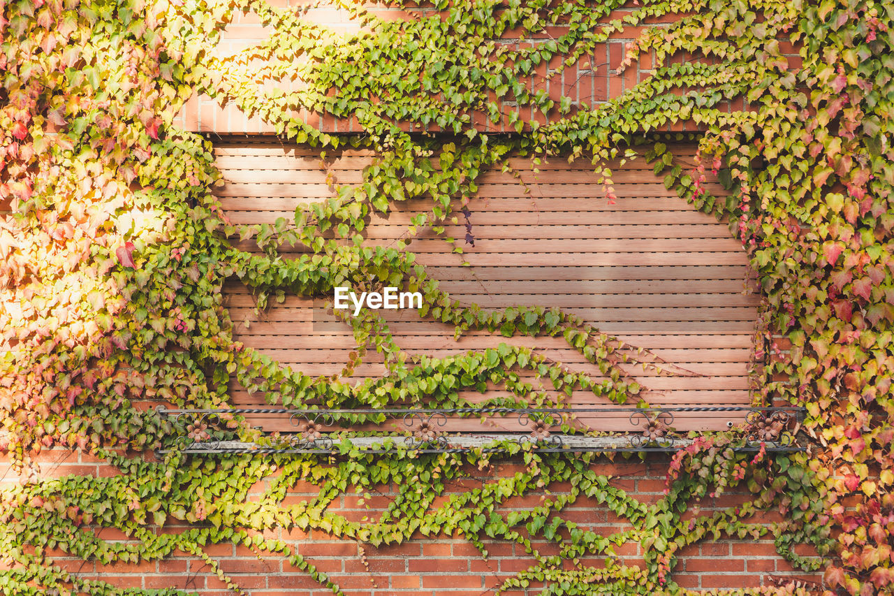 IVY GROWING ON BUILDING WALL