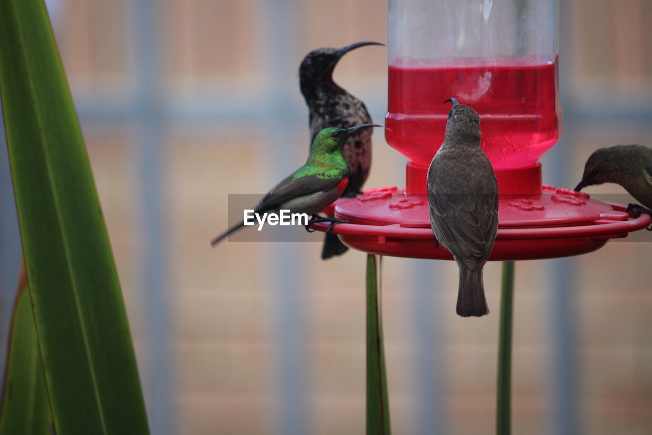 CLOSE-UP OF RED BIRD PERCHING ON FEEDER AT NIGHT