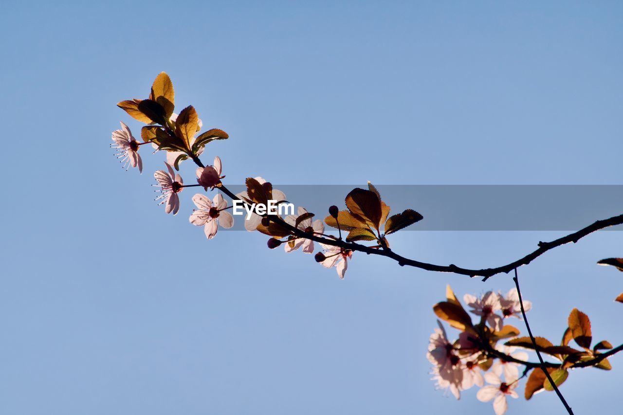 LOW ANGLE VIEW OF FLOWERING PLANTS AGAINST CLEAR SKY