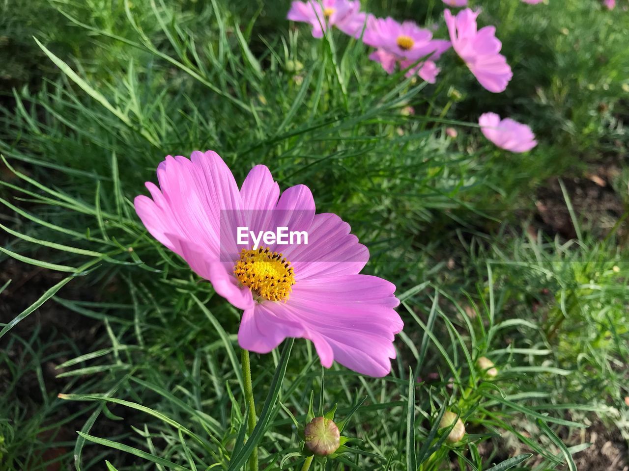 HIGH ANGLE VIEW OF COSMOS BLOOMING ON FIELD