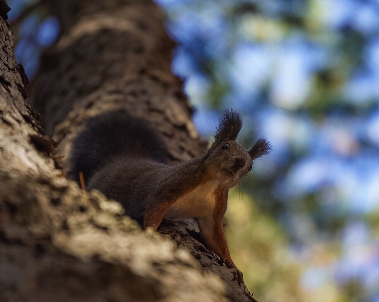 Low angle view of squirrel on tree 