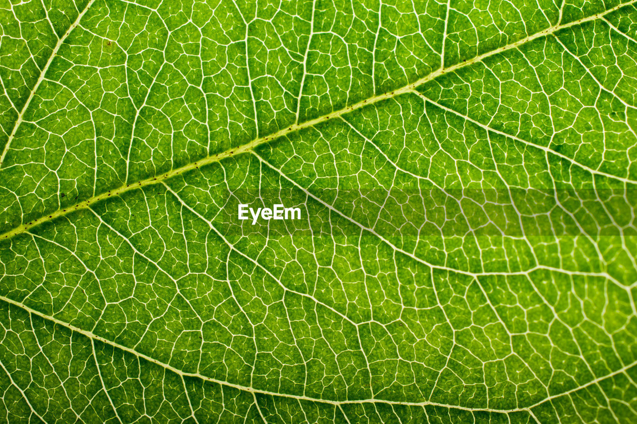 Full frame shot of green leaf