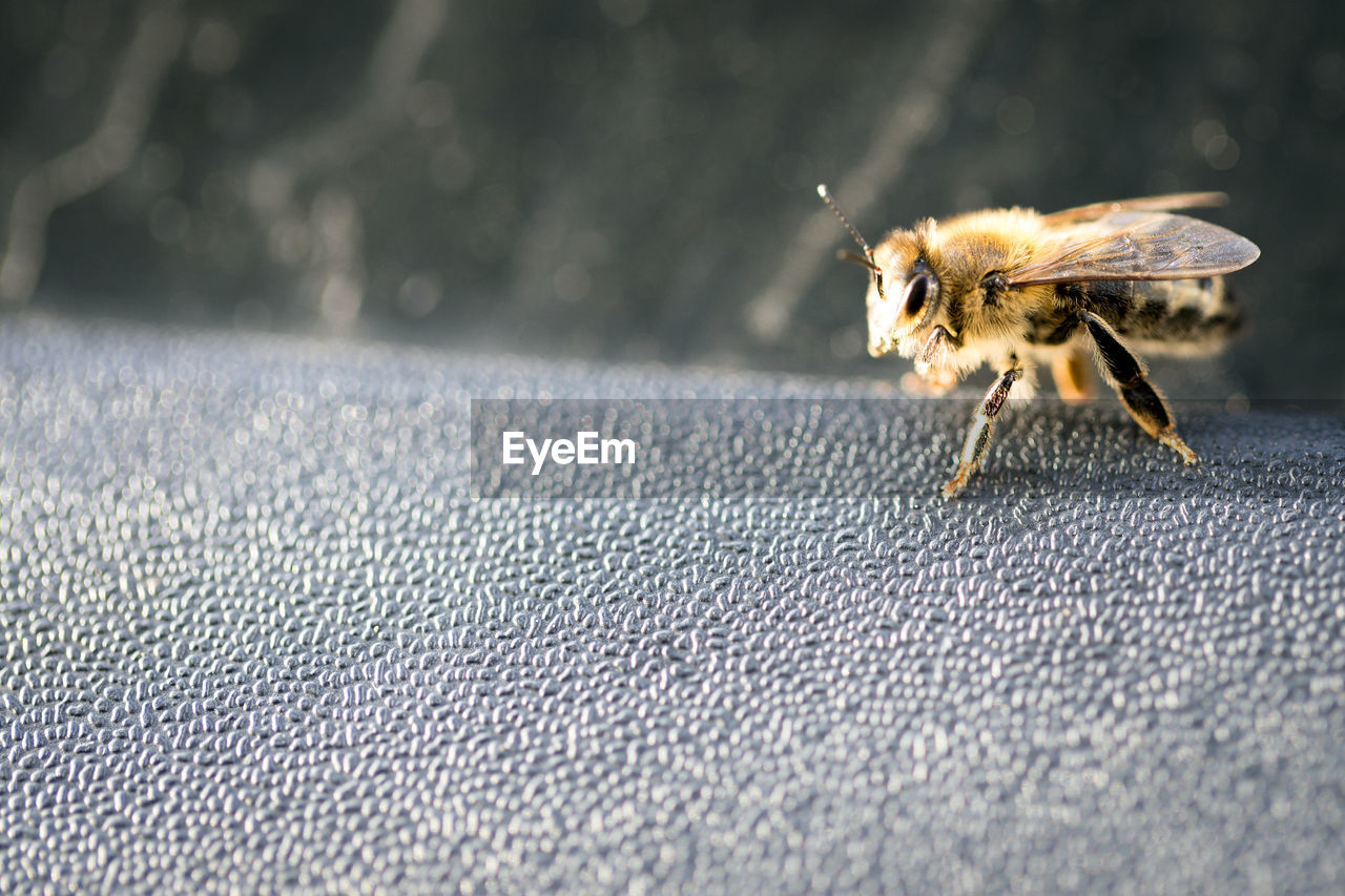 CLOSE-UP OF BEE ON THE SURFACE
