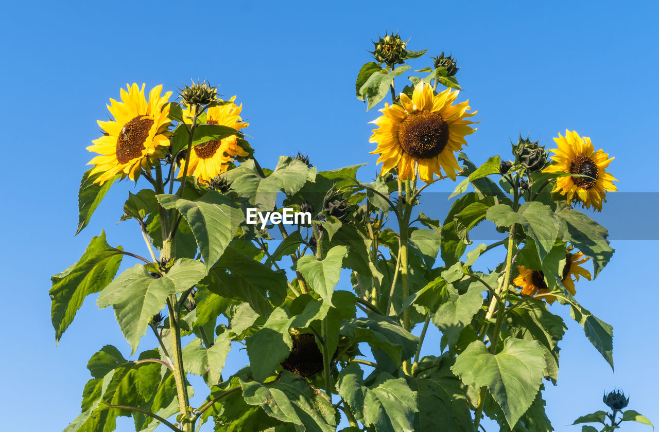 Low angle view of yellow flowering plant against blue sky