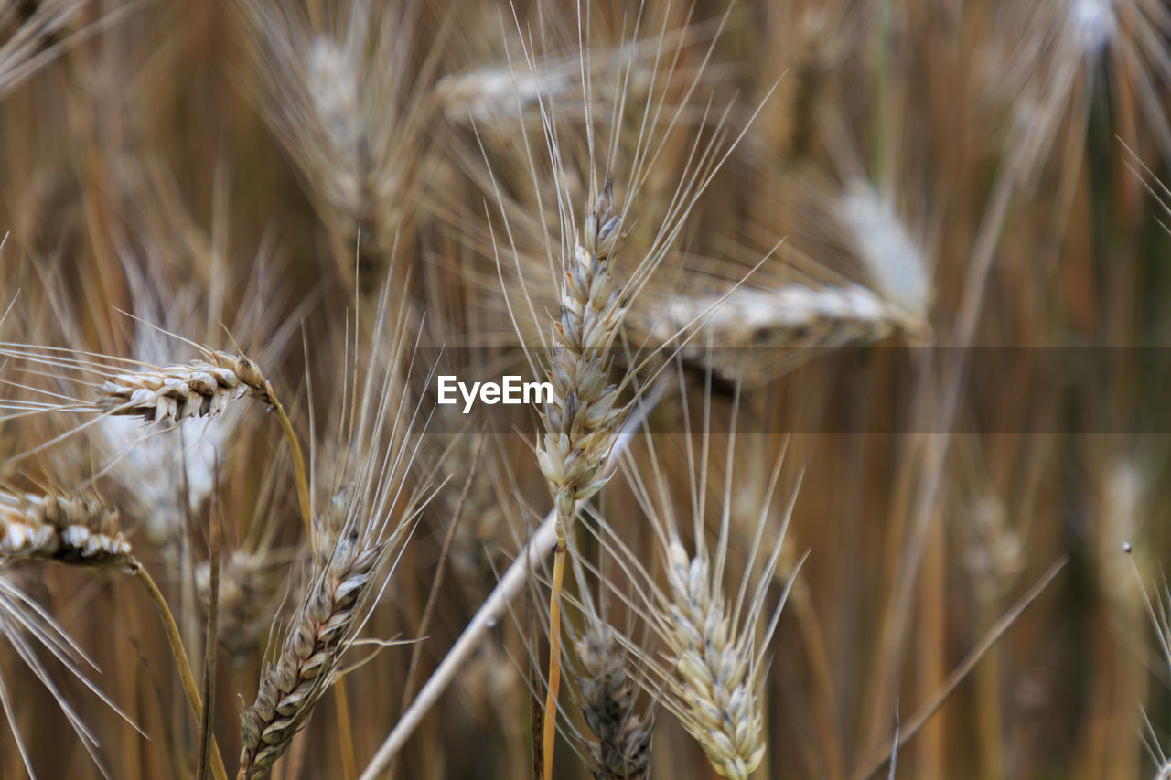 Wheat plant in the field about to harvest. basic food concept