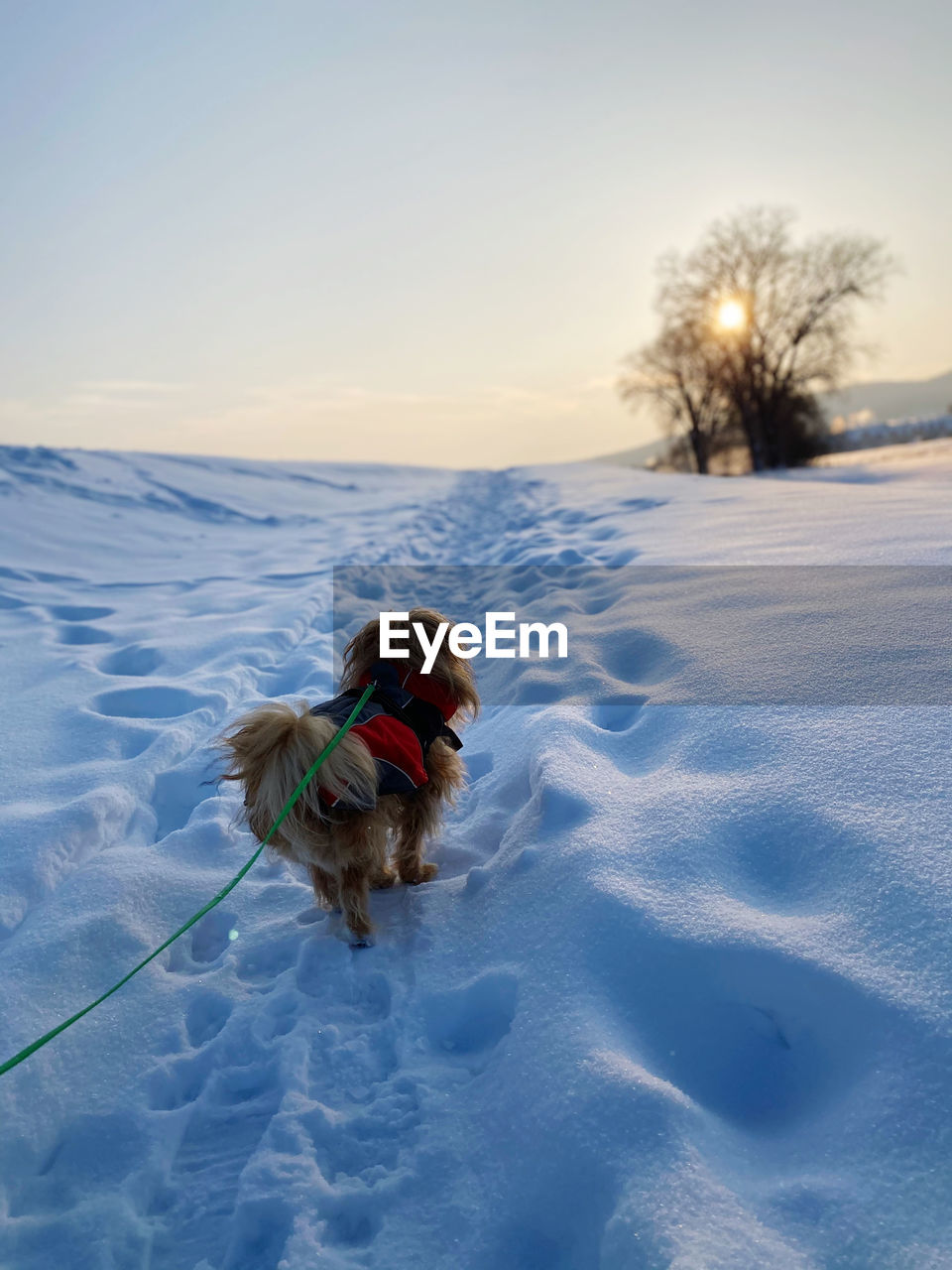 Dog on snow covered land