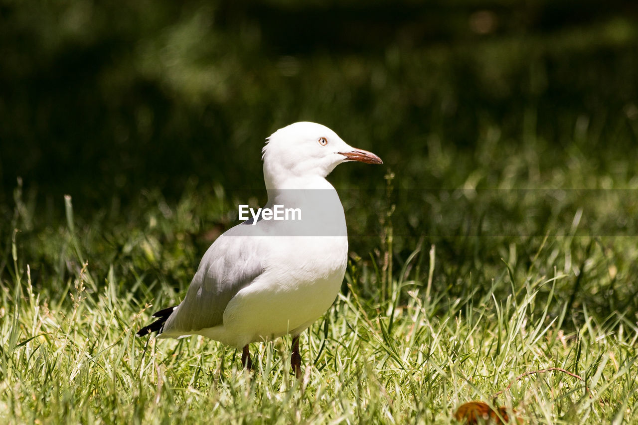 CLOSE-UP OF BIRD PERCHING ON GRASS IN PARK