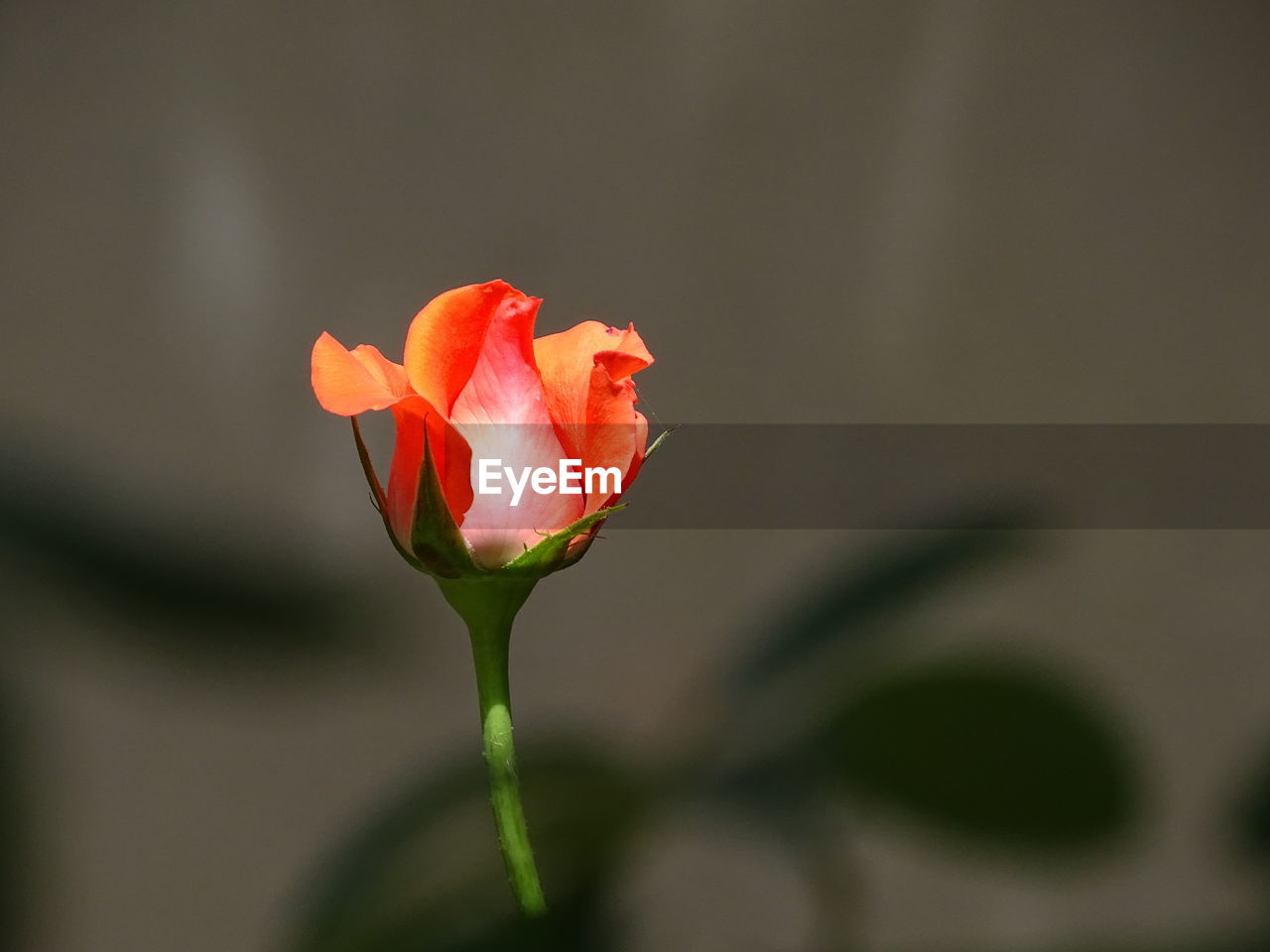 CLOSE-UP OF RED ROSE AGAINST WHITE WALL