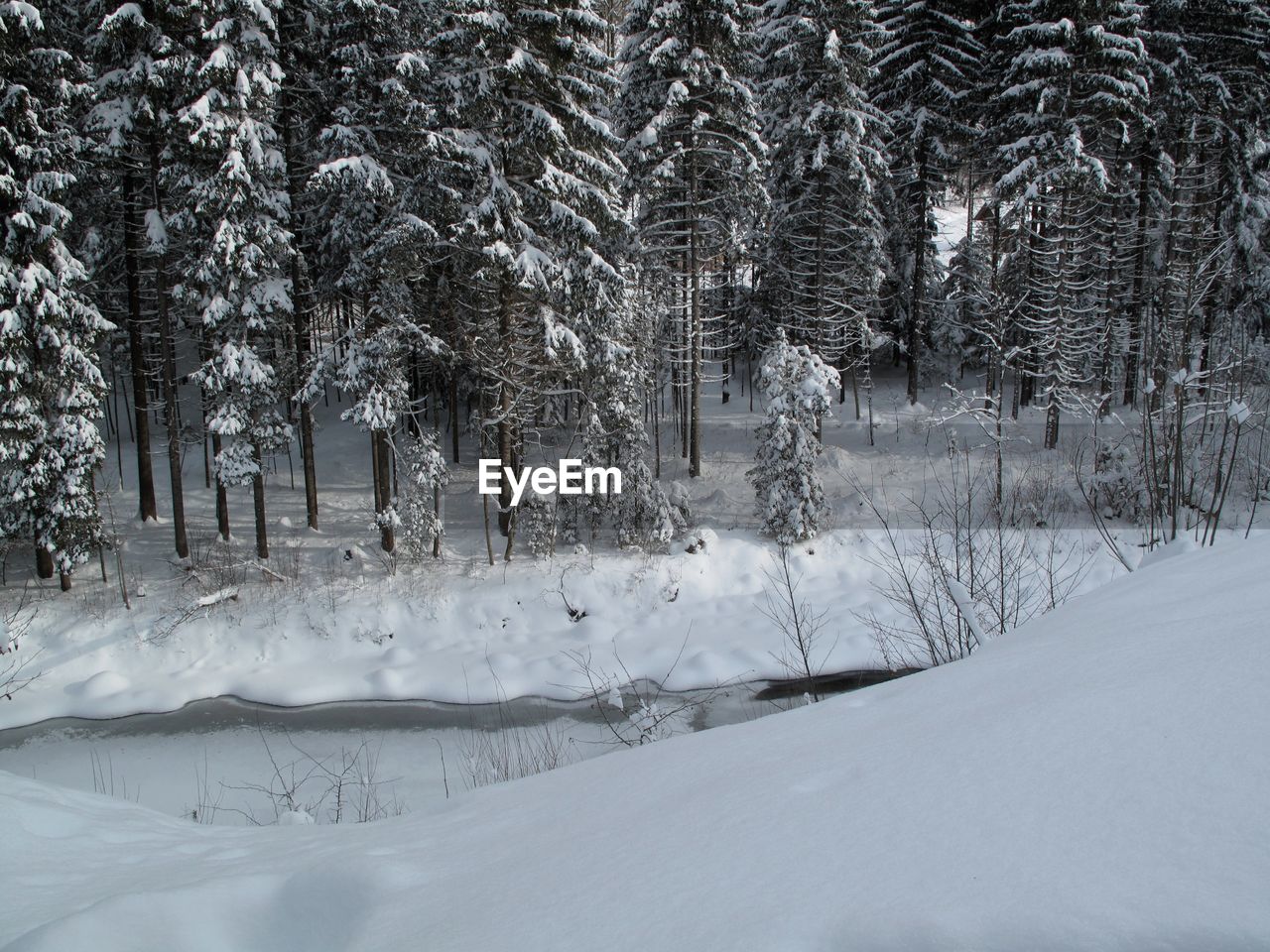 Snow covered trees on landscape