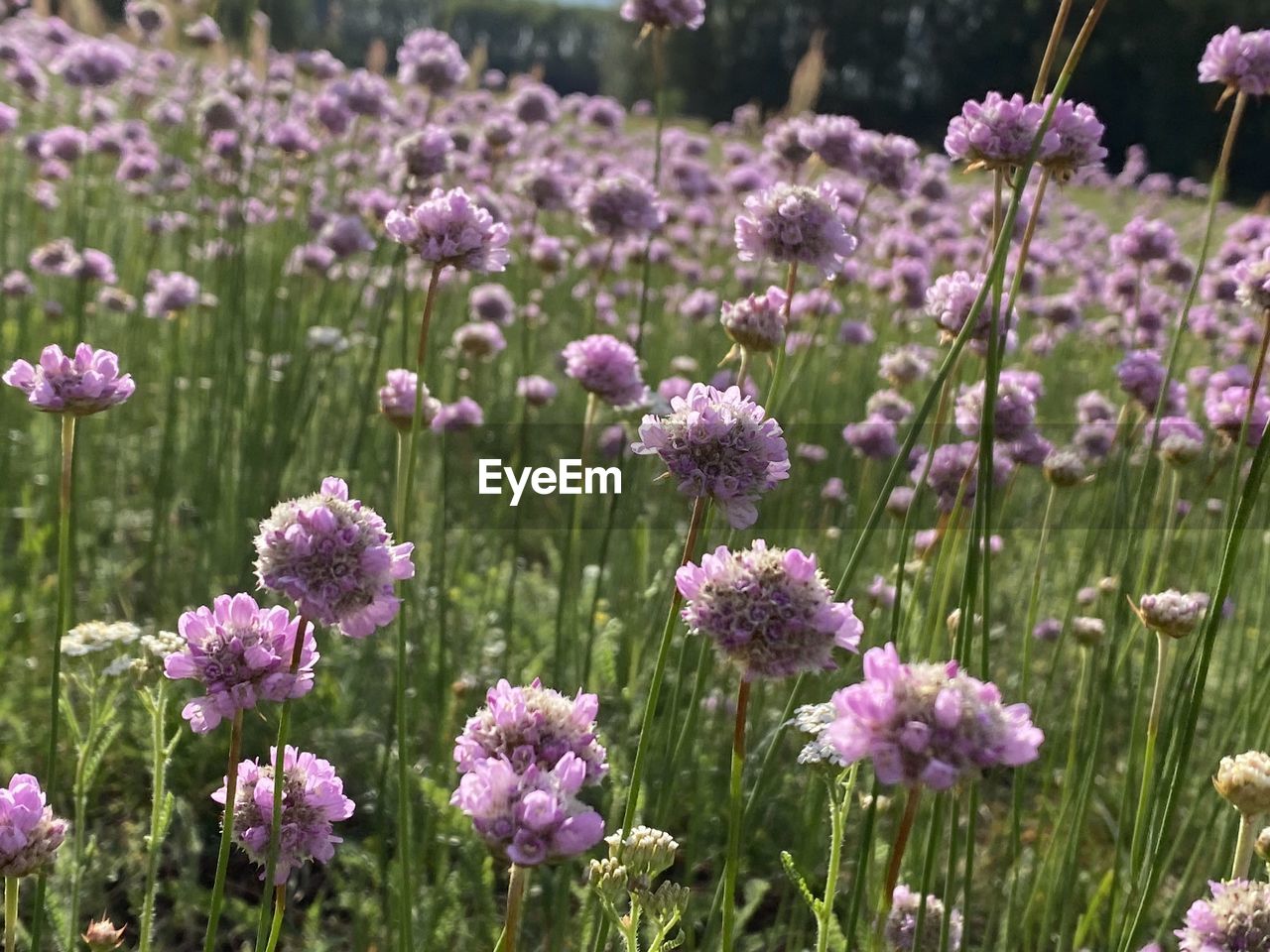 Close-up of purple flowering plants on field