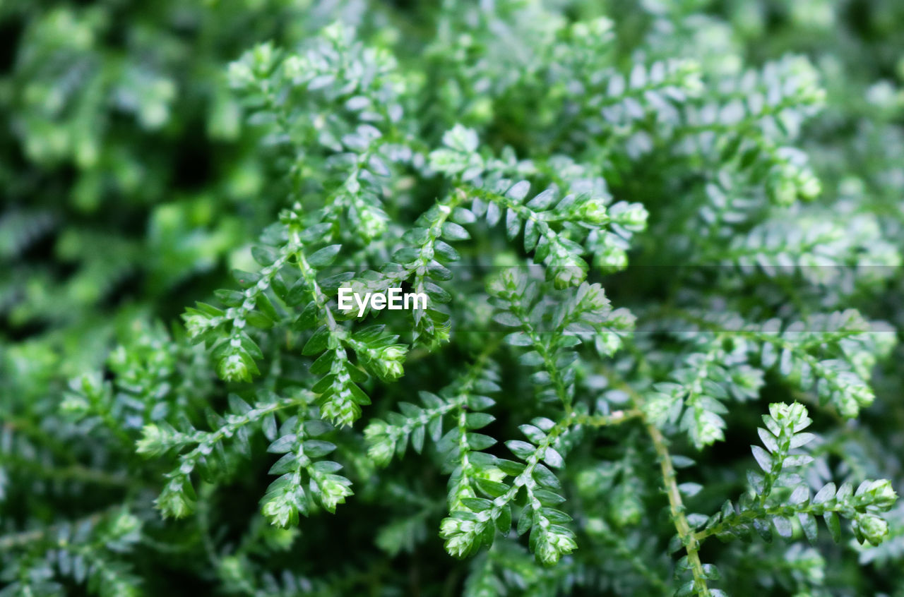 Close-up of fresh green leaves