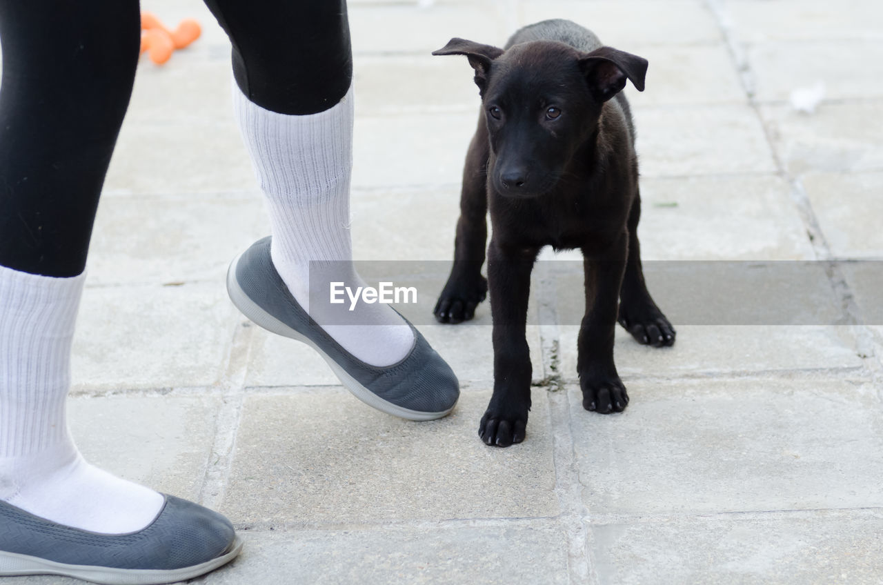 LOW SECTION OF WOMAN WITH DOG STANDING ON FLOOR