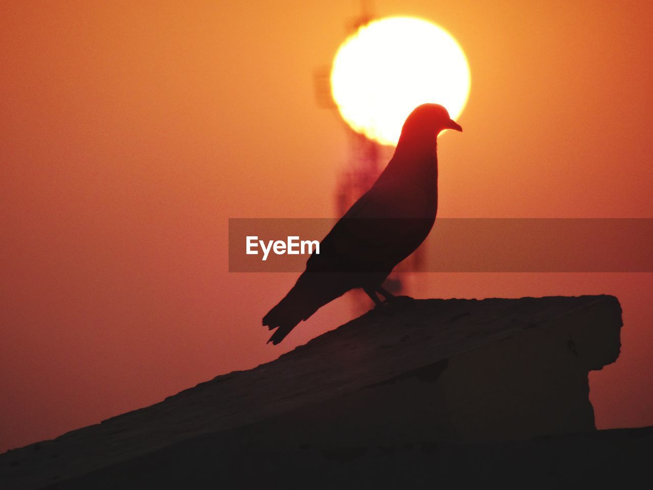 BIRD PERCHING ON A ORANGE SUN