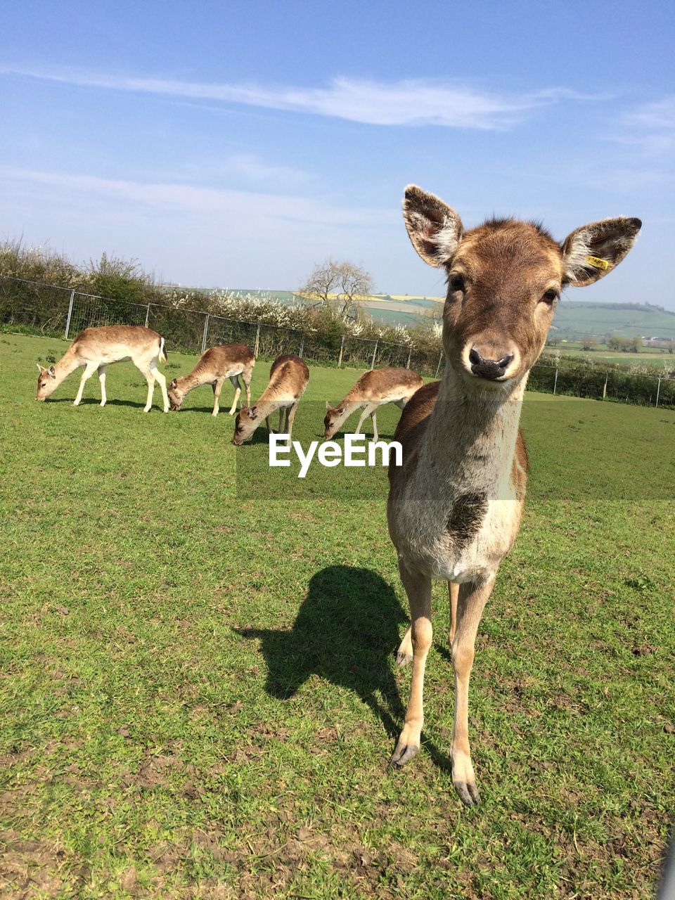 DEER IN A FARM