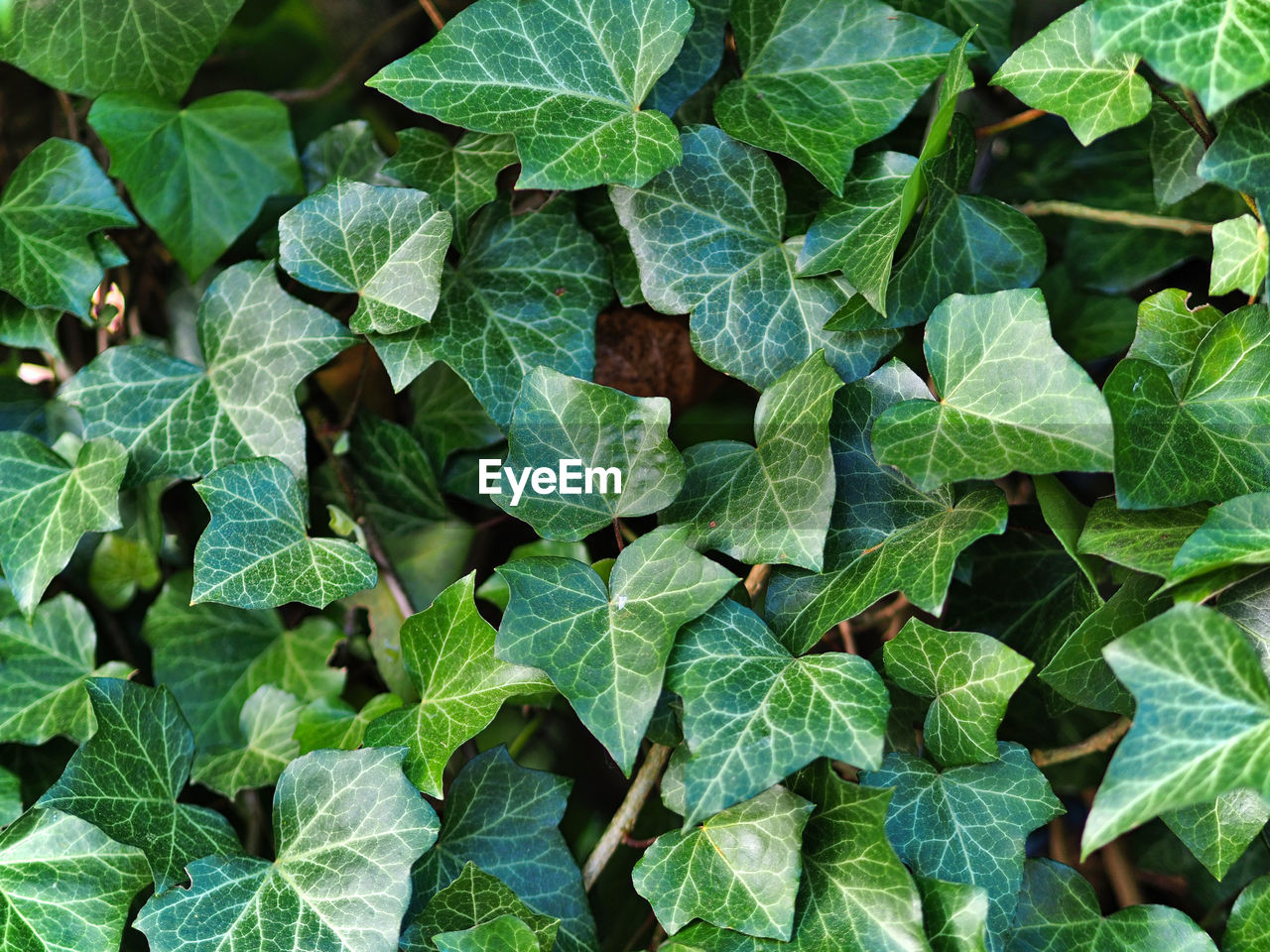 High angle view of plants growing outdoors