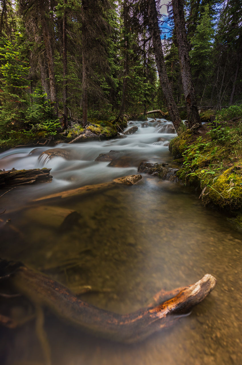 Water flowing in forest