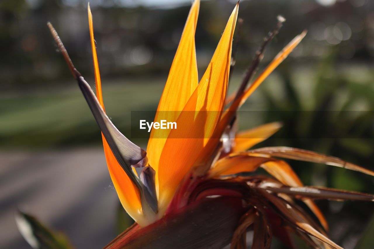 Close-up of orange flower