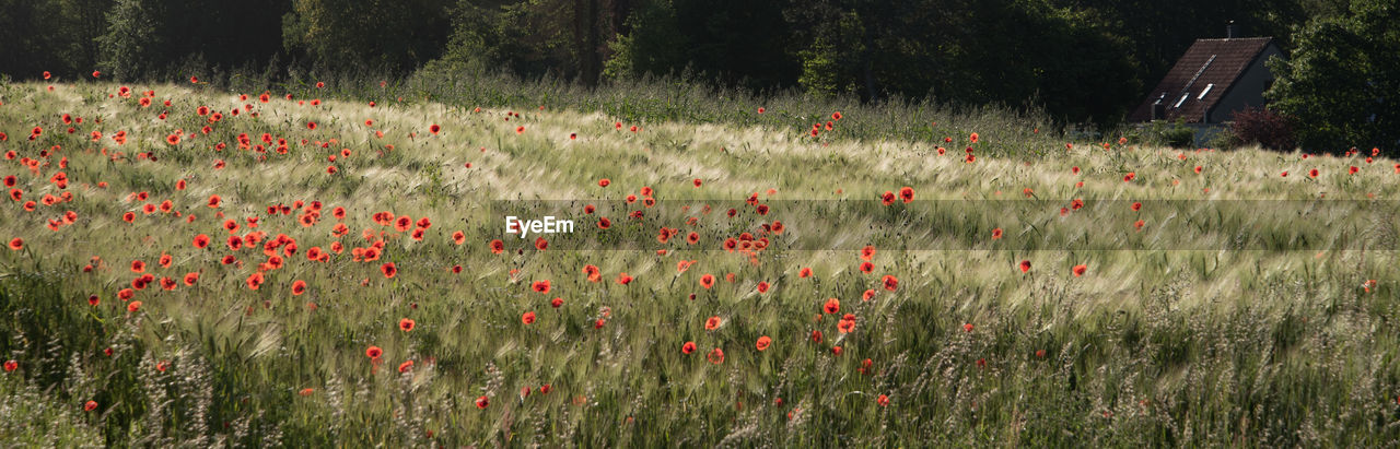 Red flowering plants on field