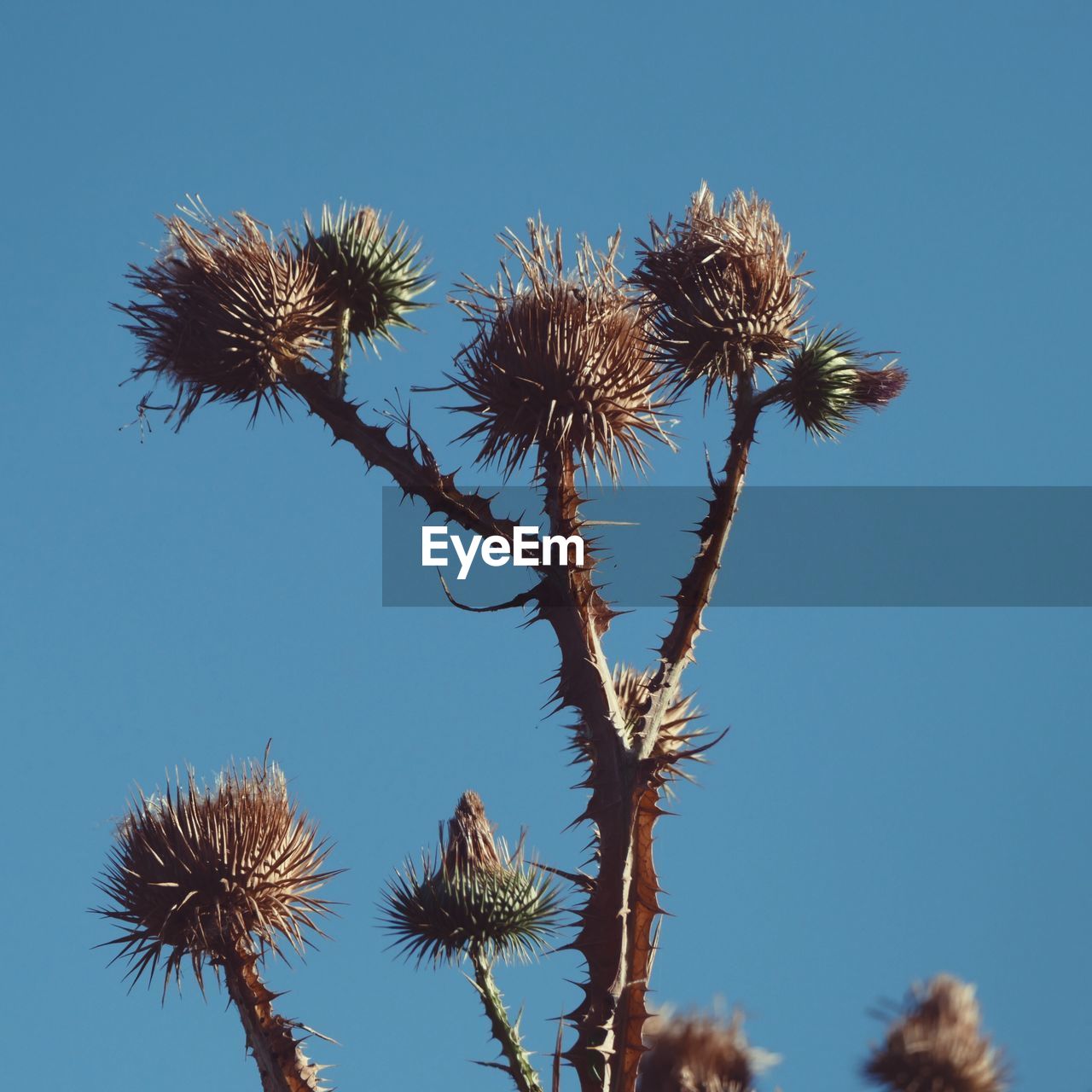 Low angle view of trees against clear blue sky