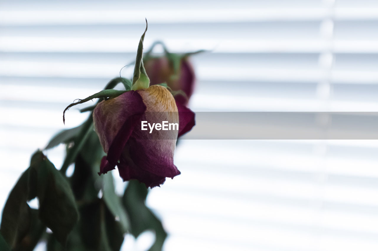 Close-up of rose against window blinds