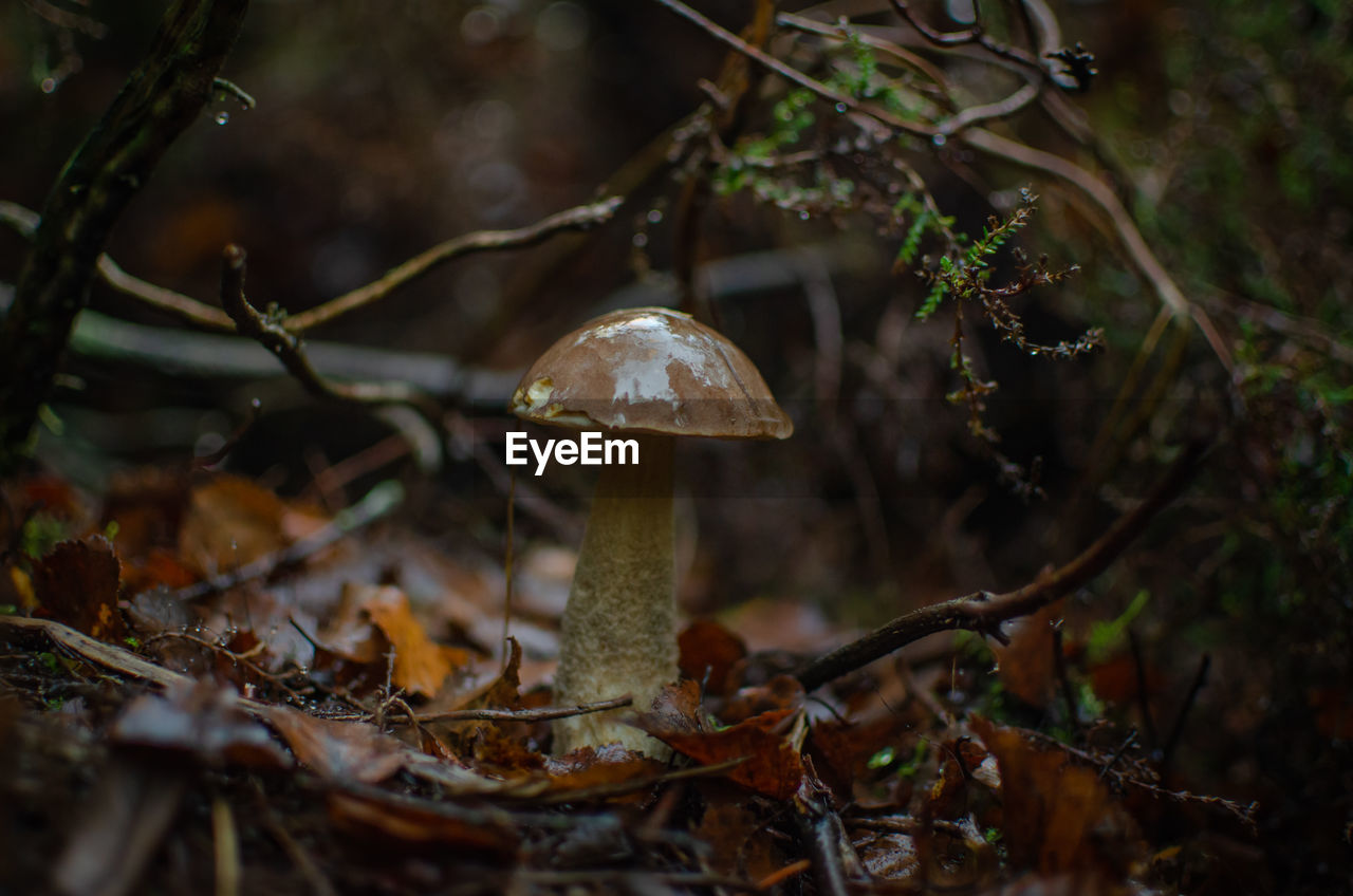 nature, forest, tree, plant, fungus, land, mushroom, woodland, autumn, vegetable, food, leaf, growth, no people, beauty in nature, natural environment, branch, outdoors, wildlife, environment, close-up, macro photography, selective focus, food and drink, day