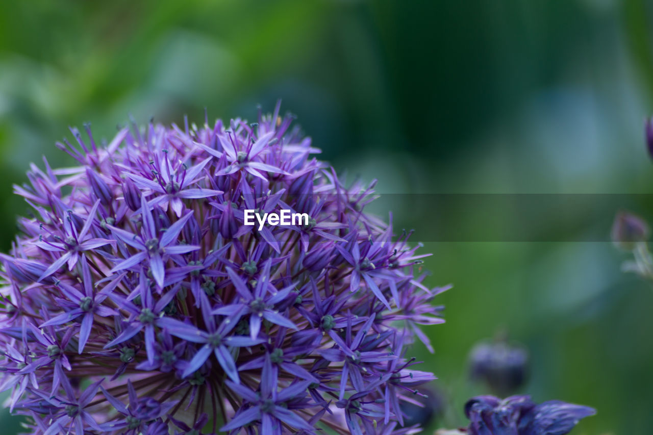 Close-up of purple flowers blooming outdoors