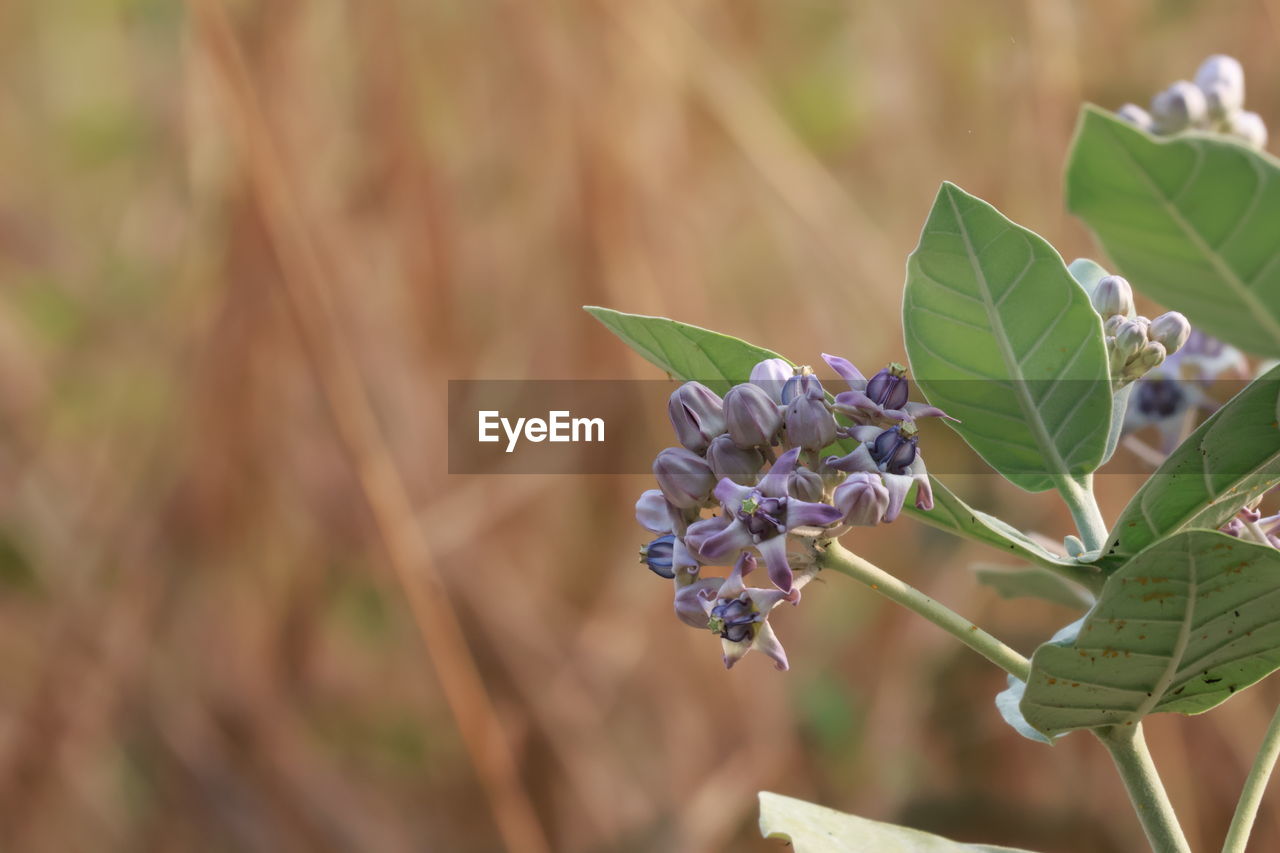 plant, plant part, flower, leaf, nature, beauty in nature, flowering plant, growth, freshness, close-up, focus on foreground, no people, outdoors, fragility, food, macro photography, day, food and drink, purple, botany, fruit, insect, animal, green, environment, land, springtime, tree, animal wildlife, summer