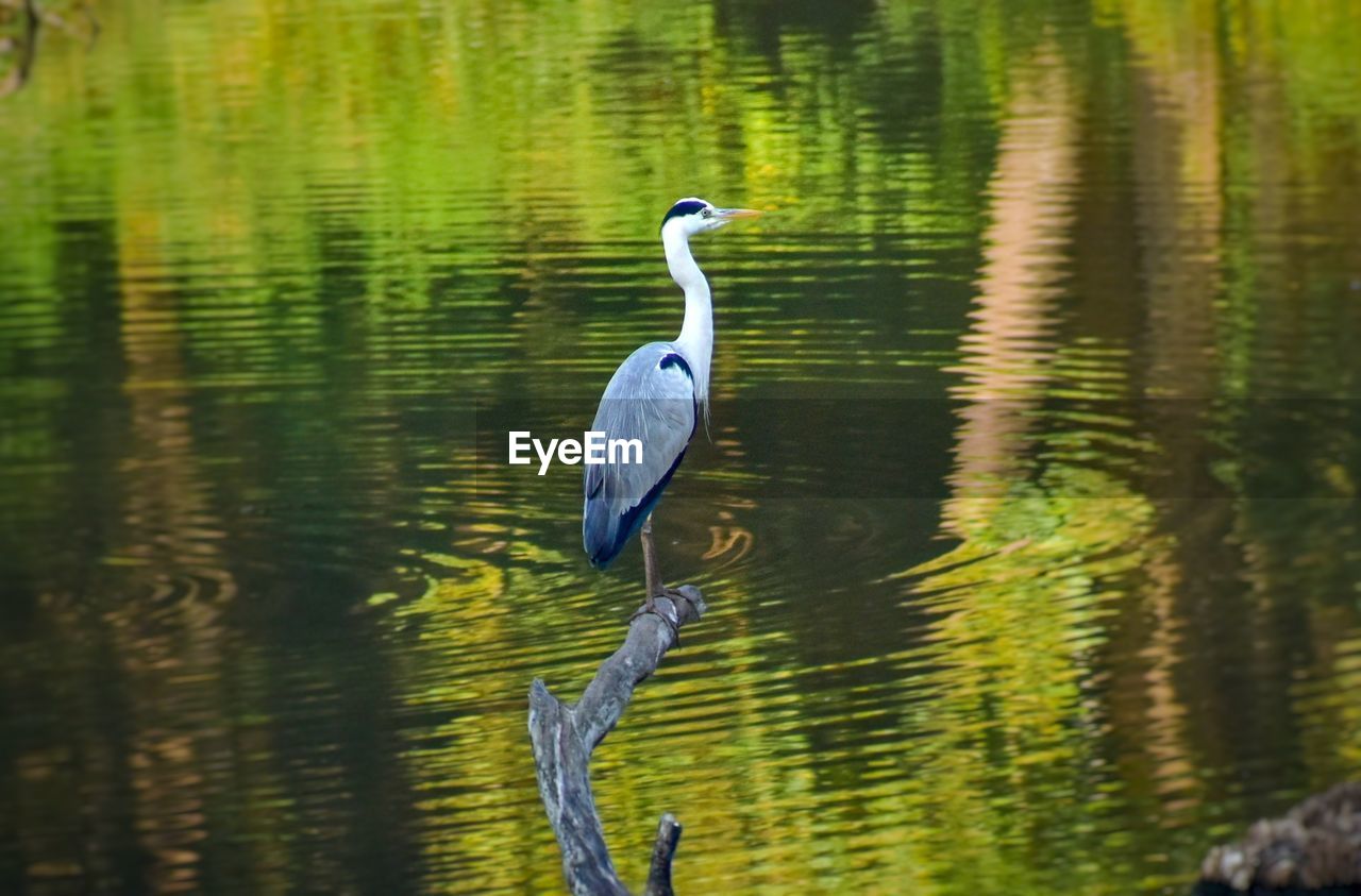 HIGH ANGLE VIEW OF GRAY HERON