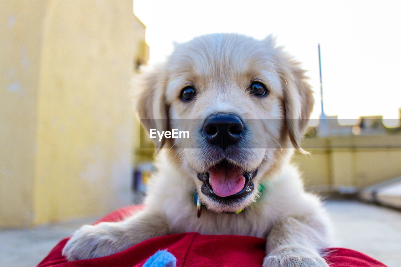 CLOSE-UP PORTRAIT OF DOG STICKING OUT TONGUE OUTDOORS