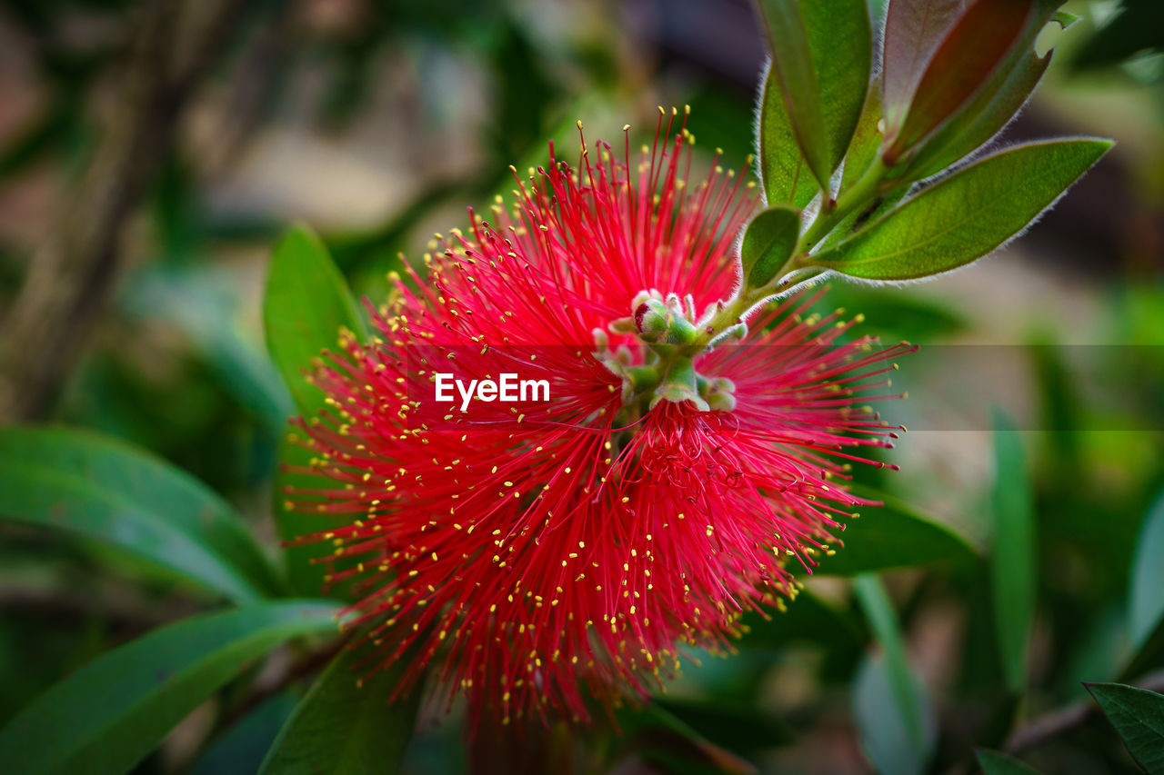 Close-up of red flower