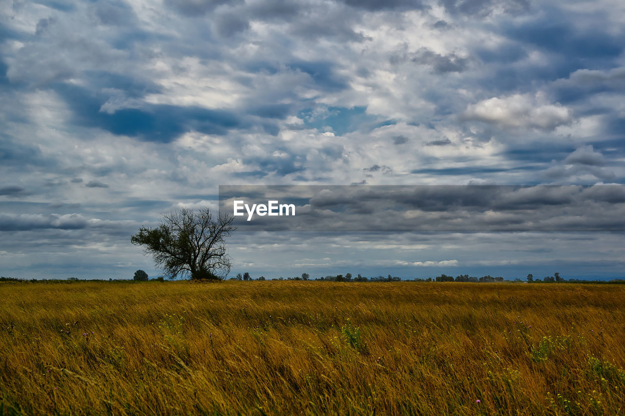 Scenic view of agricultural field against sky