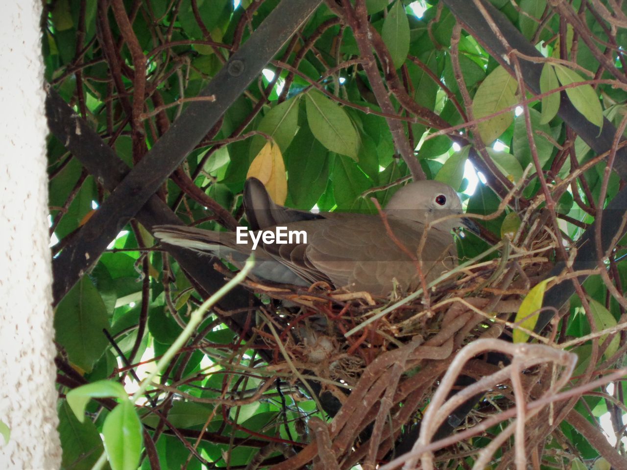 VIEW OF BIRD PERCHING ON TREE