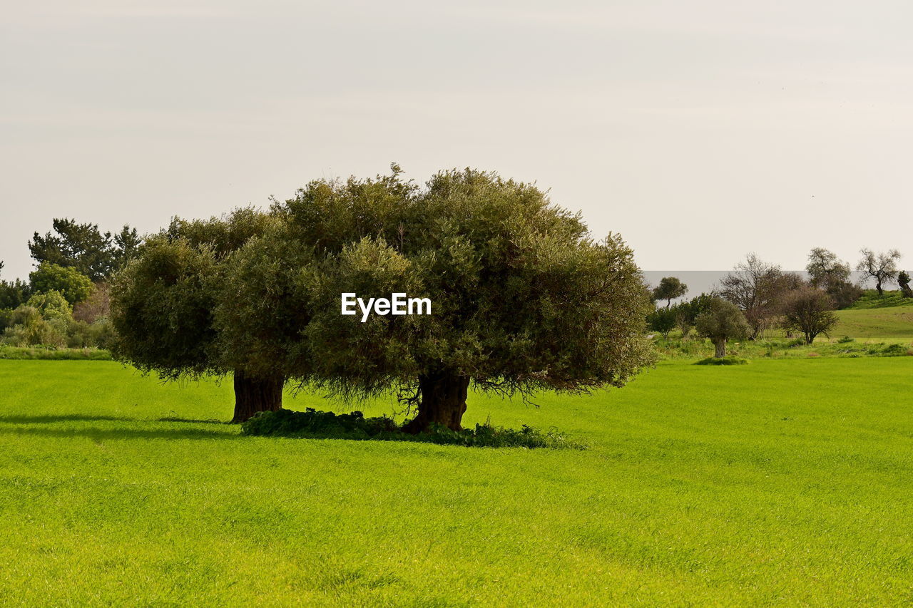 TREE ON FIELD AGAINST CLEAR SKY