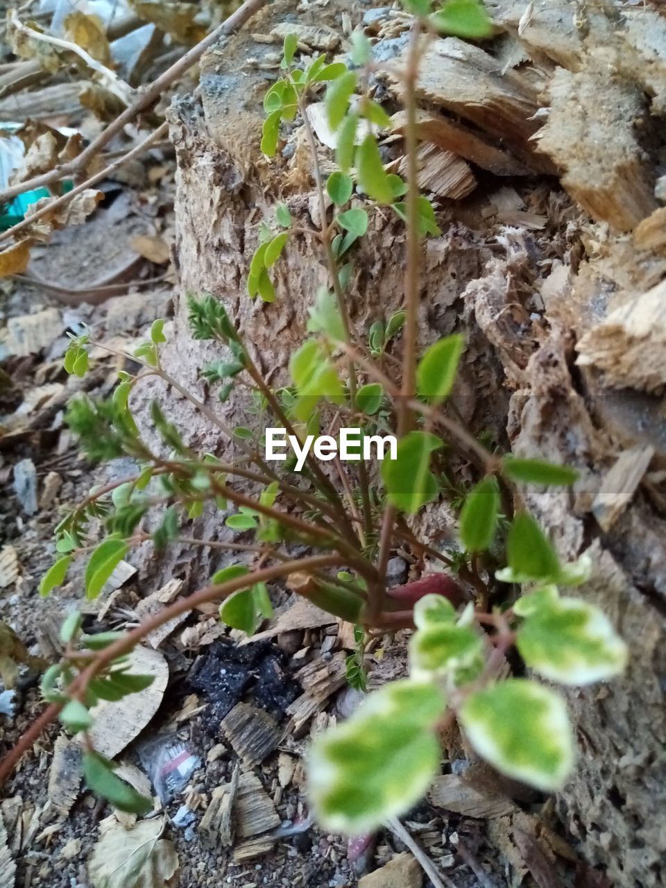 HIGH ANGLE VIEW OF PLANTS GROWING ON LAND