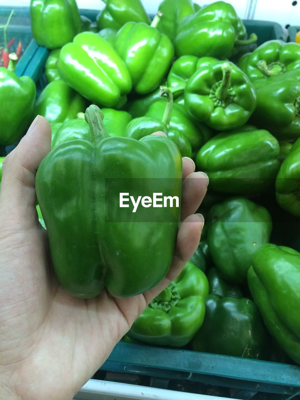 CLOSE-UP OF GREEN HAND HOLDING BELL PEPPERS AT MARKET