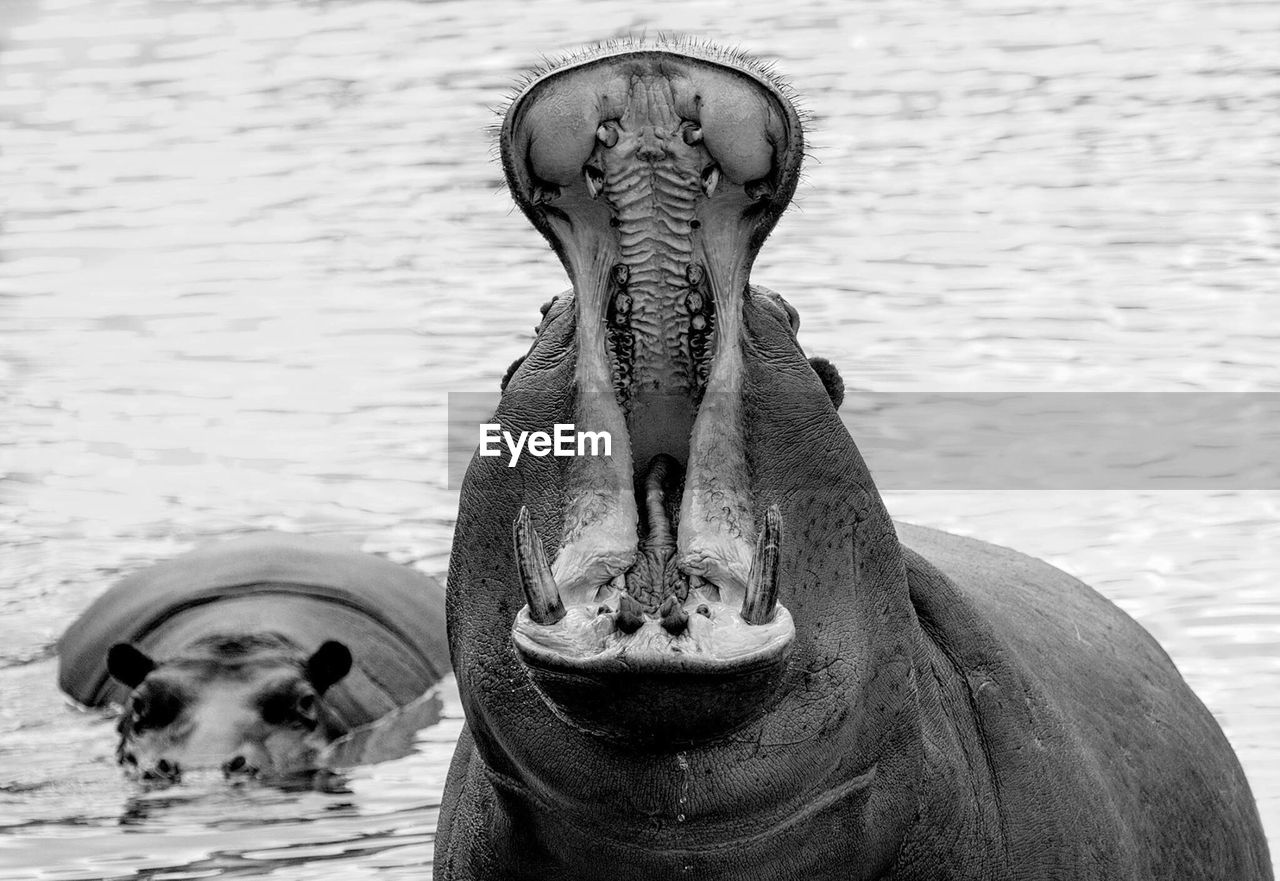 Hippopotamus swimming in lake