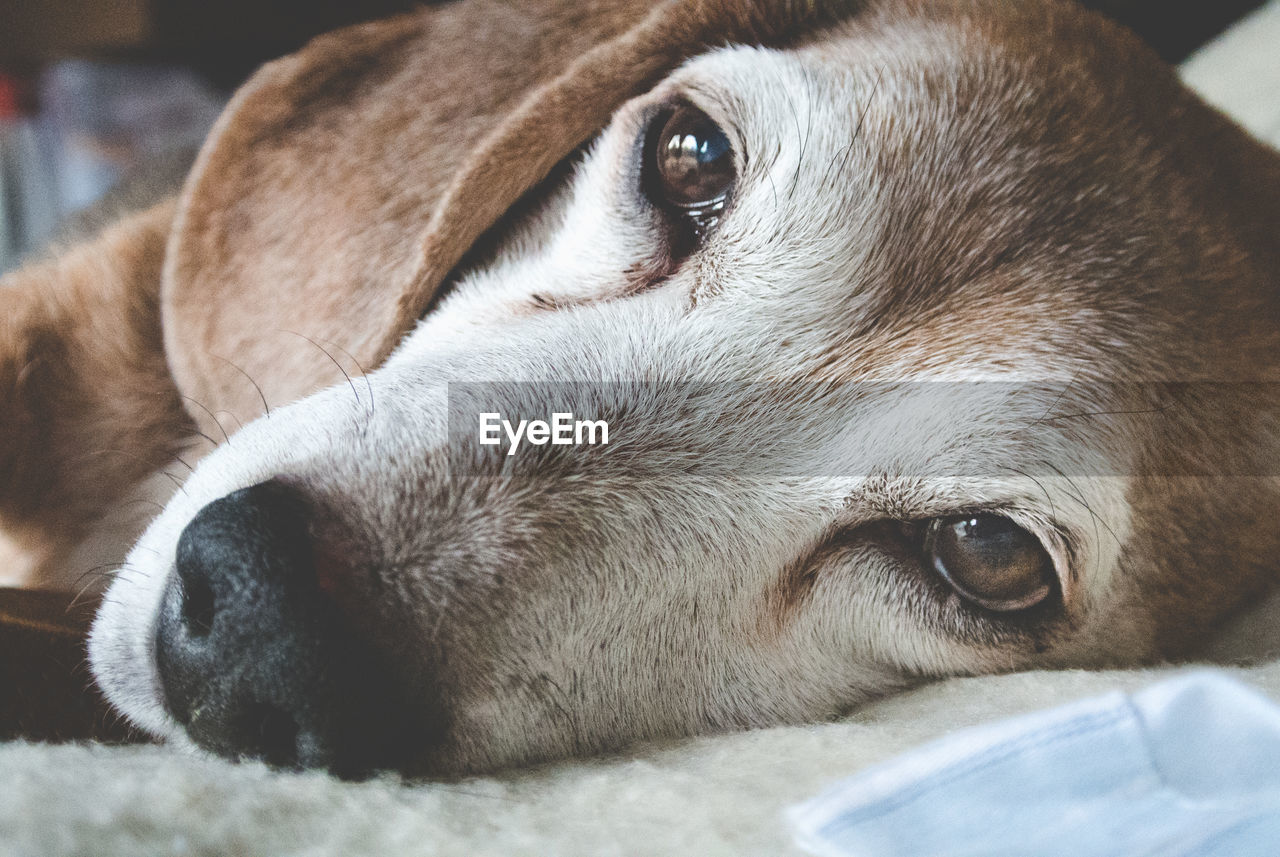 Close-up portrait of puppy